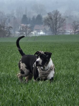 American Bully XL Hündinnen