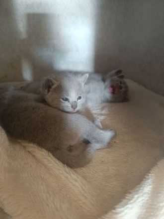 Zauberhafte Russisch Blau Kitten mit Stammbaum - liebevoll aufgezogen aus Hobbyzucht