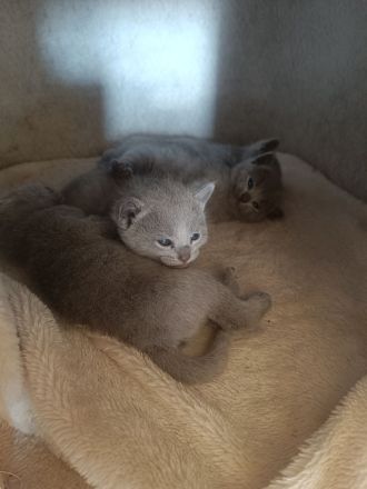 Zauberhafte Russisch Blau Kitten mit Stammbaum - liebevoll aufgezogen aus Hobbyzucht