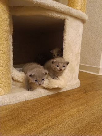 Zauberhafte Russisch Blau Kitten mit Stammbaum - liebevoll aufgezogen aus Hobbyzucht