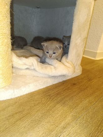 Zauberhafte Russisch Blau Kitten mit Stammbaum - liebevoll aufgezogen aus Hobbyzucht