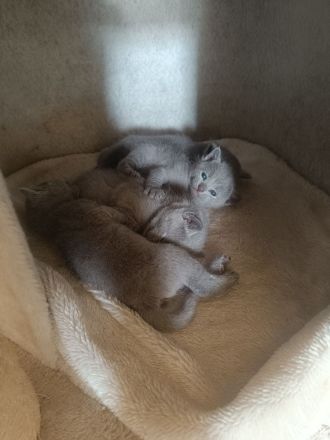 Zauberhafte Russisch Blau Kitten mit Stammbaum - liebevoll aufgezogen aus Hobbyzucht