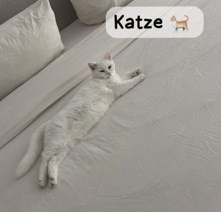 Britisch-Kurzhaar Katze & Kater suchen neues, liebevolles Zuhause