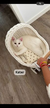 Britisch-Kurzhaar Katze & Kater suchen neues, liebevolles Zuhause