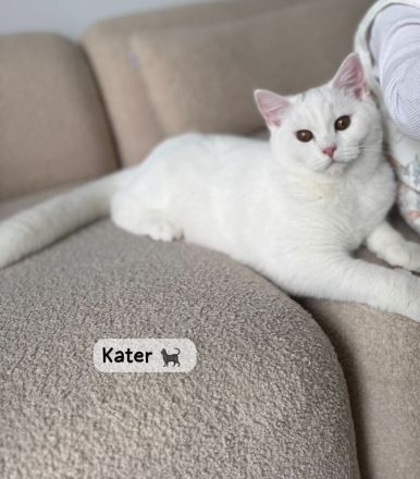 Britisch-Kurzhaar Katze & Kater suchen neues, liebevolles Zuhause