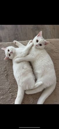 Britisch-Kurzhaar Katze & Kater suchen neues, liebevolles Zuhause