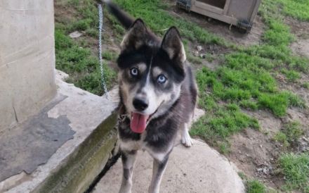 Mayas blaue Augen suchen dich