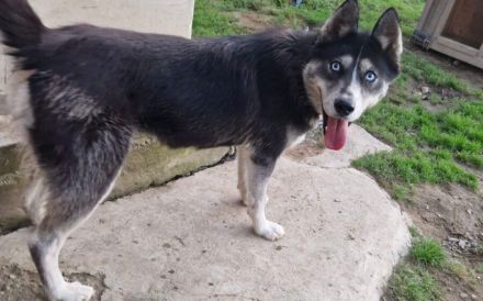 Mayas blaue Augen suchen dich