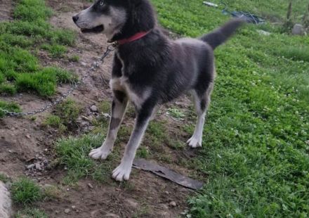 Mayas blaue Augen suchen dich