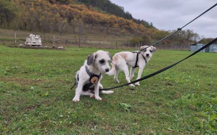 Clyde: Kleiner Sonnenschein mit großem Herz