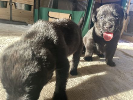 7 Labweiler-Welpen sind bereit die Welt zu erobern