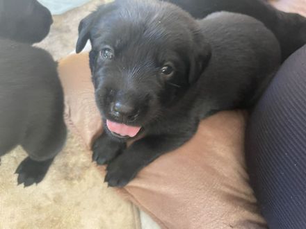 7 Labweiler-Welpen sind bereit die Welt zu erobern