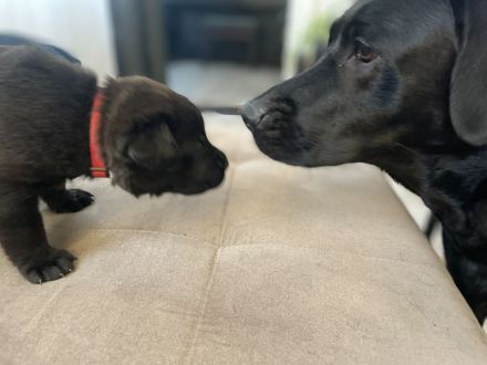 7 Labweiler-Welpen sind bereit die Welt zu erobern