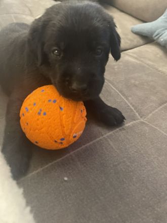 7 Labweiler-Welpen sind bereit die Welt zu erobern