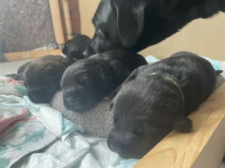 7 Labweiler-Welpen sind bereit die Welt zu erobern