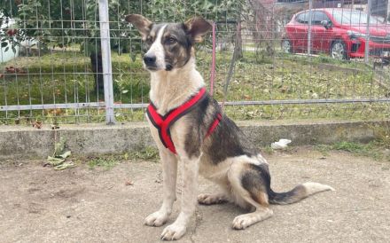 Zuhause gesucht für Kiwi