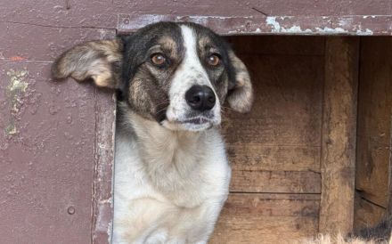 Zuhause gesucht für Kiwi