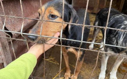 Carlotta sucht eine aktive Familie