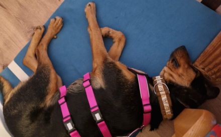 Carlotta sucht eine aktive Familie