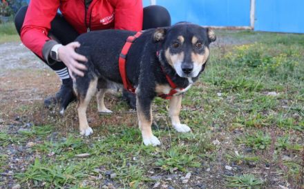 Liebevolle Hündin Humla