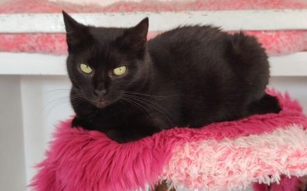 Schwarze Schönheit Mahina