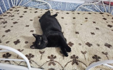 Schwarze Schönheit Mahina