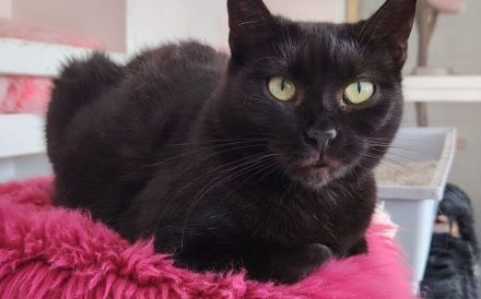 Schwarze Schönheit Mahina