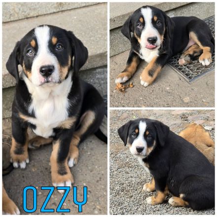 Berner Sennenhund Australien Shepherd Mix Welpen