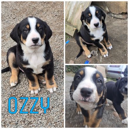 Berner Sennenhund Australien Shepherd Mix Welpen