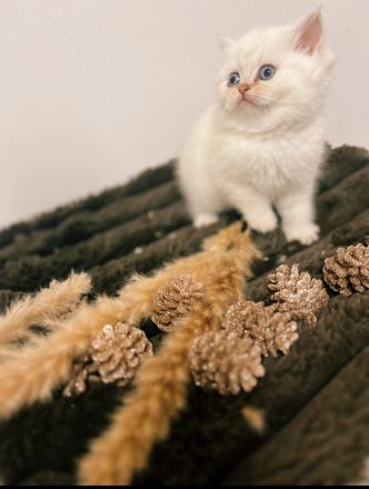💖 Zauberhafte BKH-Babykätzchen suchen ein liebevolles Zuhause
