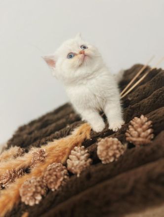 💖 Zauberhafte BKH-Babykätzchen suchen ein liebevolles Zuhause