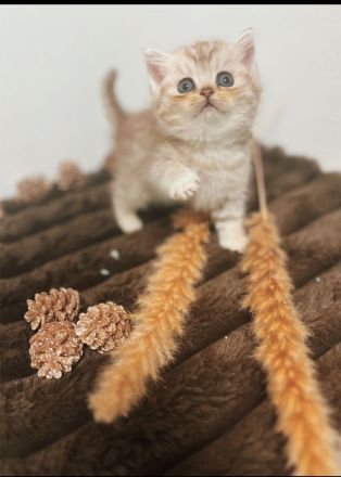 💖 Zauberhafte BKH-Babykätzchen suchen ein liebevolles Zuhause