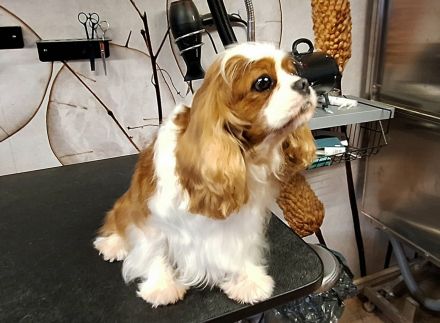 Super liebe,4 Jahre alte blenheim Hündin aus VDH Zucht