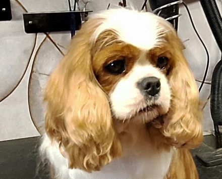 Super liebe,4 Jahre alte blenheim Hündin aus VDH Zucht