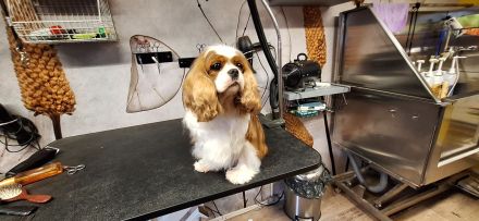 Super liebe,4 Jahre alte blenheim Hündin aus VDH Zucht