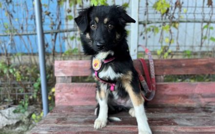 Siska sucht ein ruhiges Zuhause