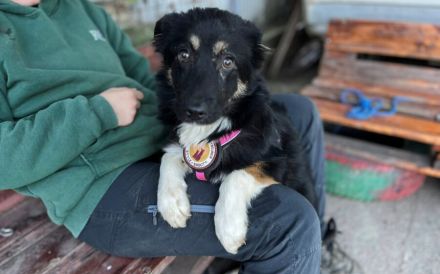 Siska sucht ein ruhiges Zuhause