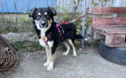 Zuhause gesucht für Matz