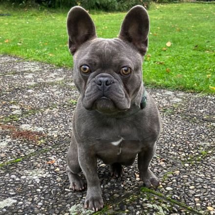 French Oskar - mit Ahnentafel