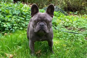 French Oskar - mit Ahnentafel