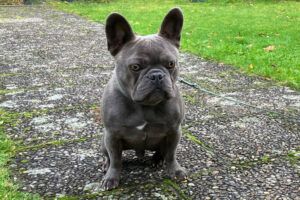 French Oskar - mit Ahnentafel