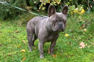 French Oskar - mit Ahnentafel