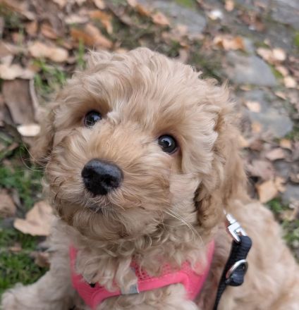 🐩 Zwergpudel Welpen – Merle, Black, Red, Sable & Creme – mit Stammbaum suchen lie