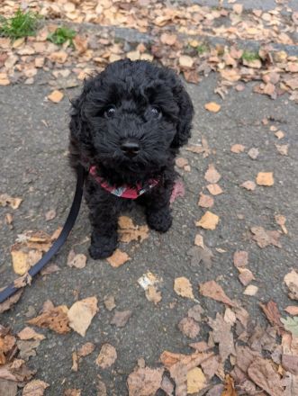 🐩 Zwergpudel Welpen – Merle, Black, Red, Sable & Creme – mit Stammbaum suchen lie