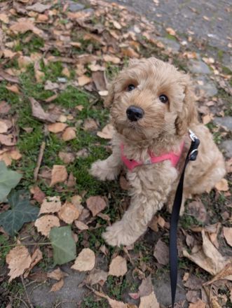 🐩 Zwergpudel Welpen – Merle, Black, Red, Sable & Creme – mit Stammbaum suchen lie