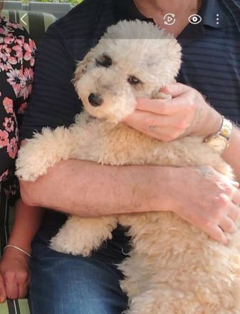 🐩 Zwergpudel Welpen – Merle, Black, Red, Sable & Creme – mit Stammbaum suchen lie