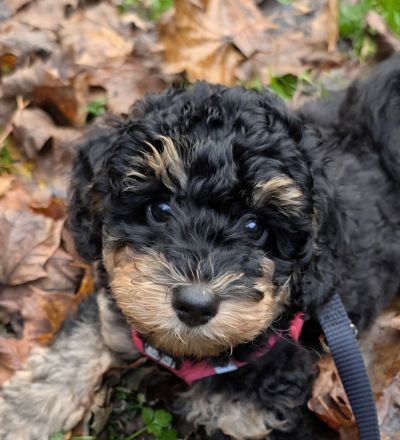 🐩 Zwergpudel Welpen – Merle, Black, Red, Sable & Creme – mit Stammbaum suchen lie