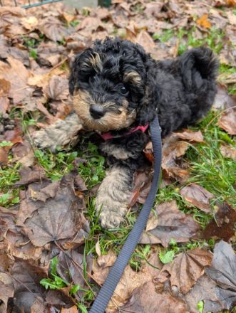 🐩 Zwergpudel Welpen – Merle, Black, Red, Sable & Creme – mit Stammbaum suchen lie