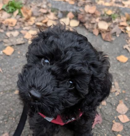 🐩 Zwergpudel Welpen – Merle, Black, Red, Sable & Creme – mit Stammbaum suchen lie