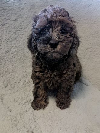 🐩 Zwergpudel Welpen – Merle, Black, Red, Sable & Creme – mit Stammbaum suchen lie